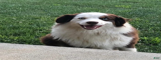 Duke