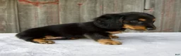 Miniature Dachshund dogs for sale: Murphy - Ad 8