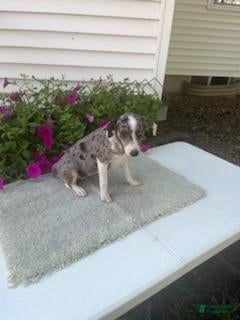 Mixed Breed dogs Mixed Breed 4 Macy - Ad 5