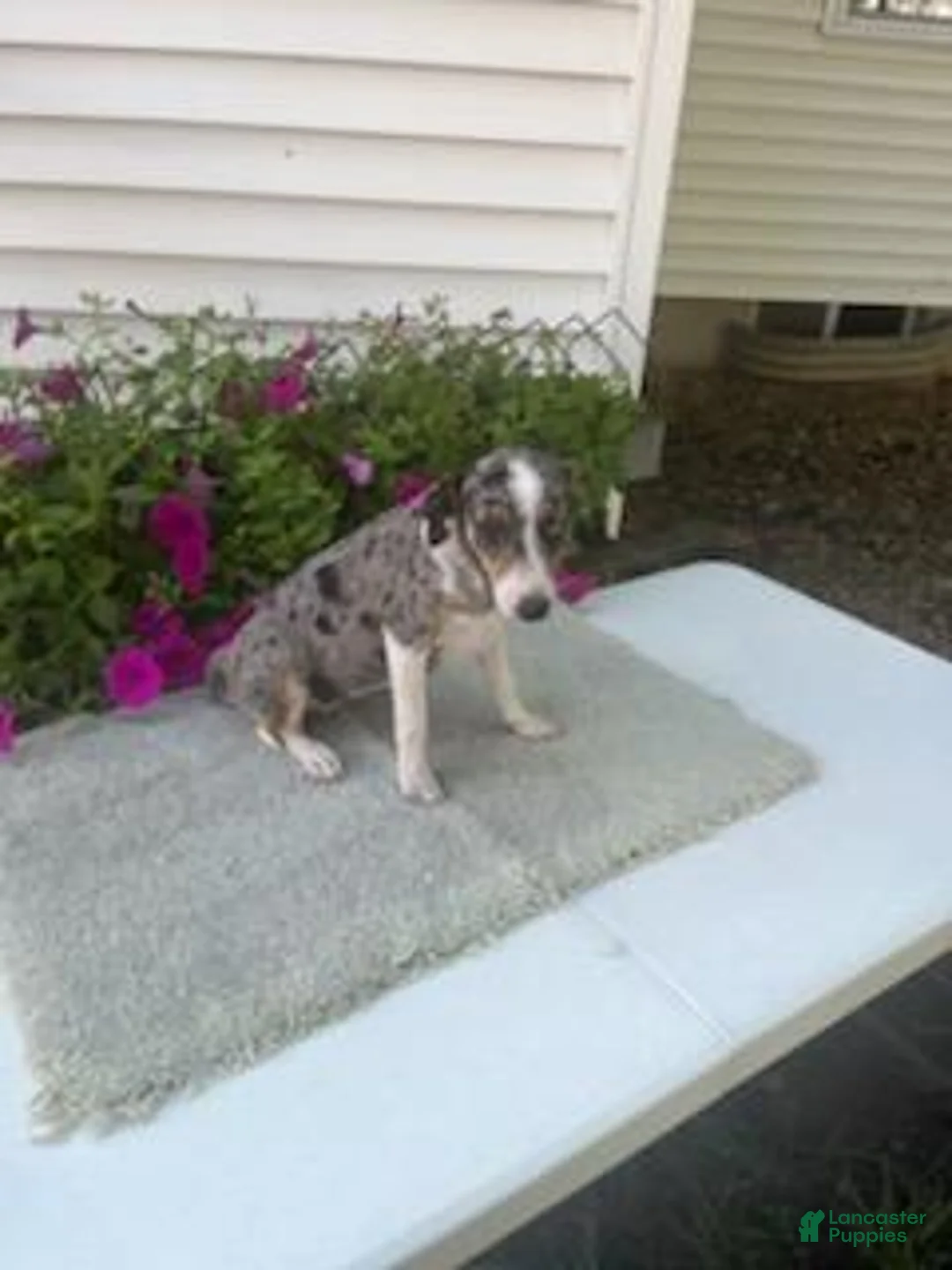 Mixed Breed dogs for sale: Mixed Breed 4 Macy - Ad 1