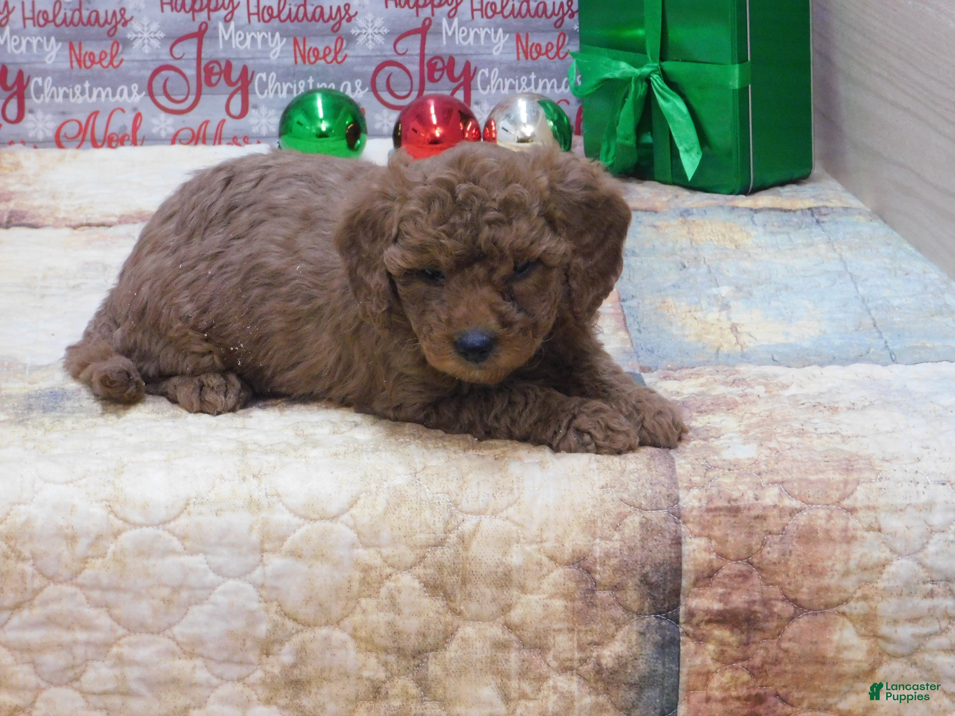 Goldendoodle dogs Mini Gemma - Ad 23