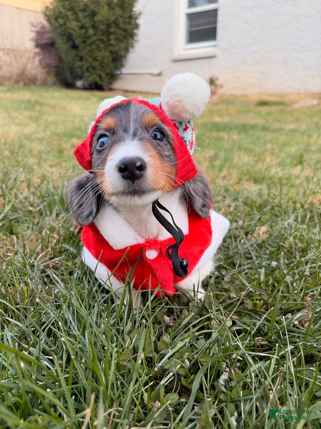 Miniature Dachshund dogs for sale: Nutmeg - Ad 3