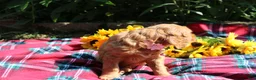 Mixed Breed dogs for sale: Posey - Irish Goldendoodle  - Ad 32