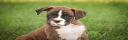 Boxer dogs for sale: Brody - Ad 6
