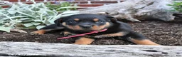 Rottweiler dogs for sale: Breeze - Ad 4