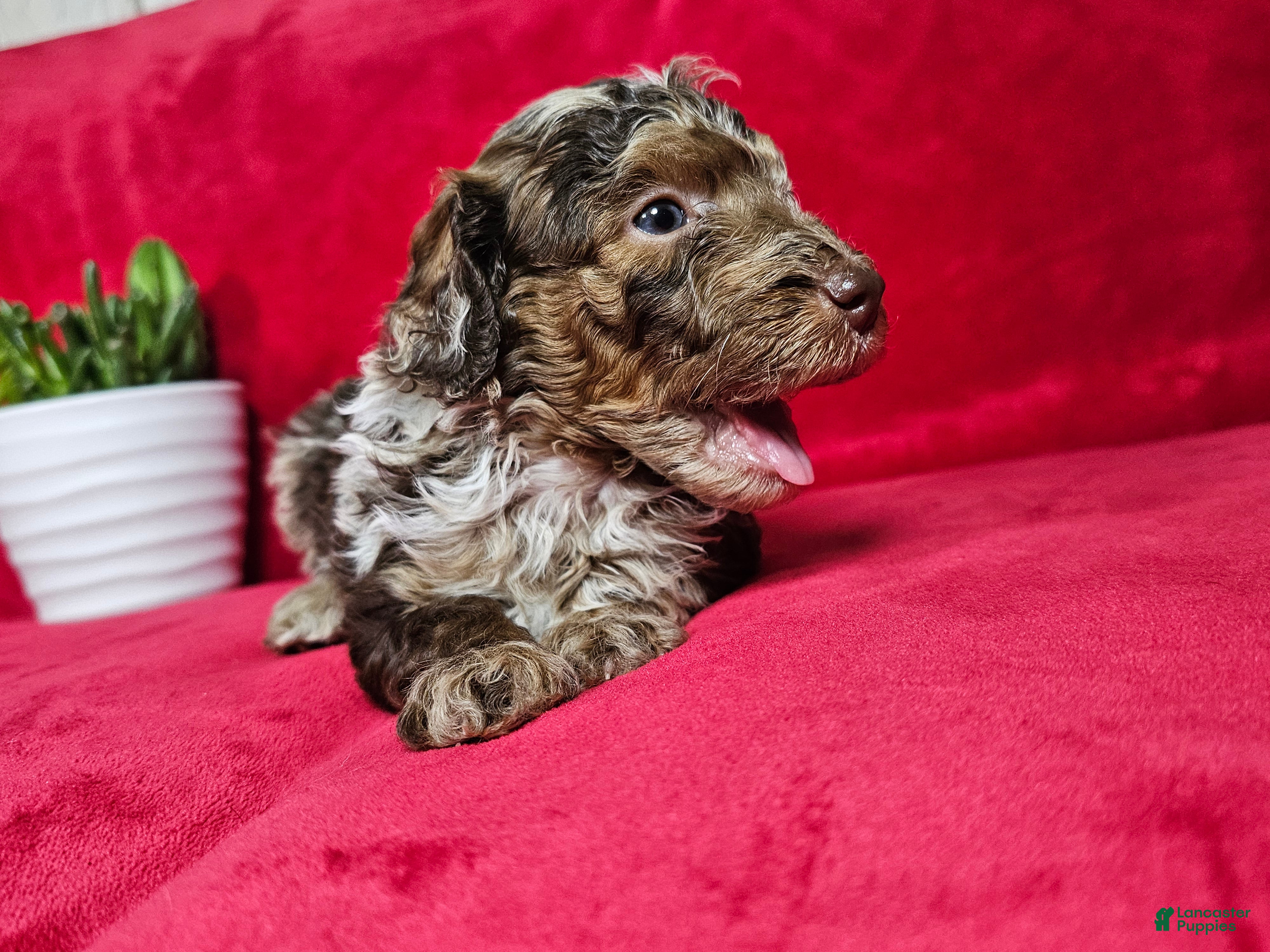 Mini Goldendoodle dogs Saffron  - Ad 1