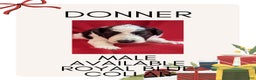 Mixed Breed dogs for sale: Donner - Ad 1