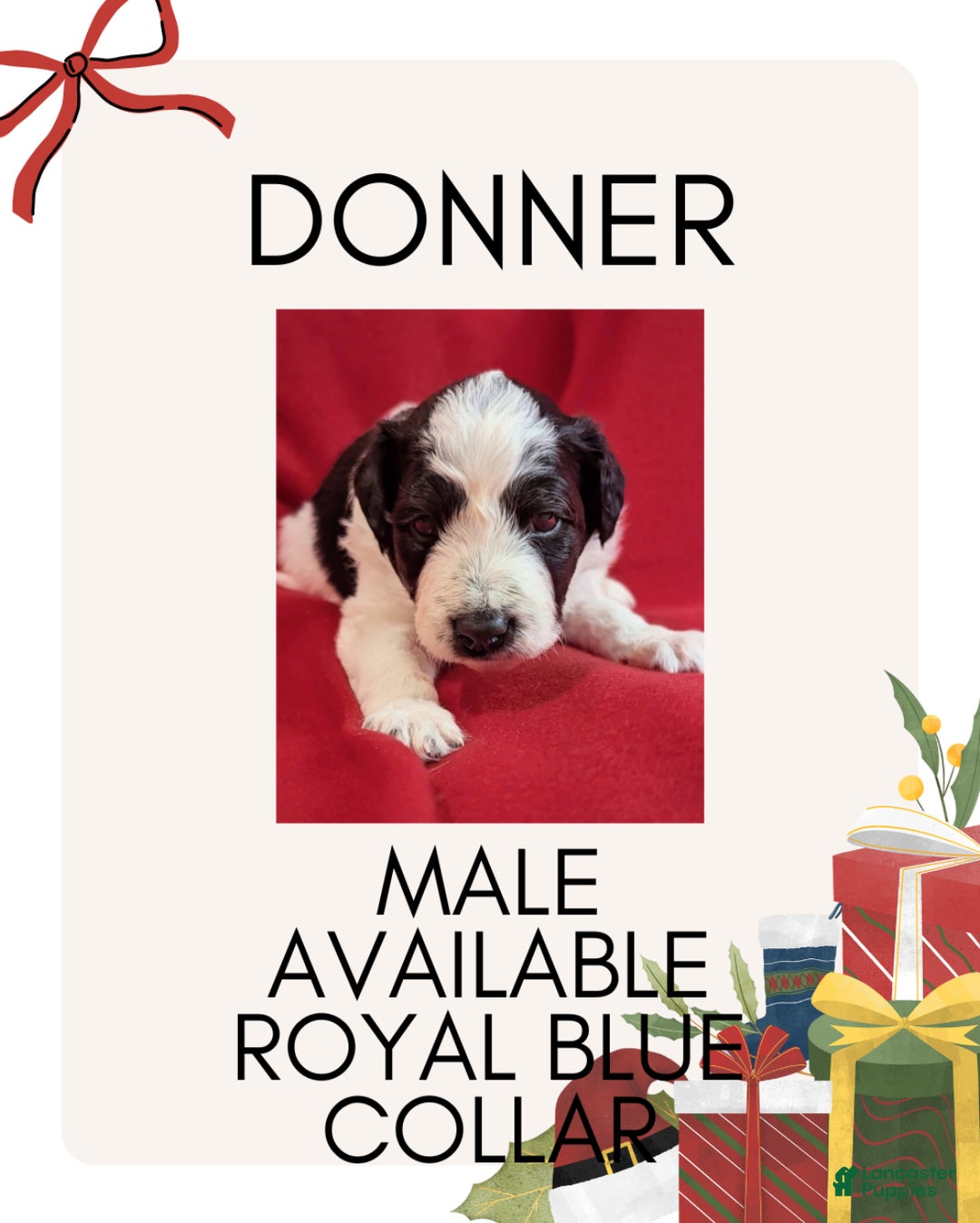 Mixed Breed dogs for sale: Donner - Ad 1