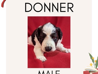 Mixed Breed dogs Donner - Ad 14