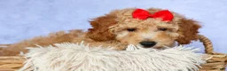 Miniature Poodle dogs for sale: WAYLON - Ad 14