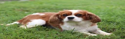 Cavalier King Charles Spaniel dogs for sale: Serena - Ad 6
