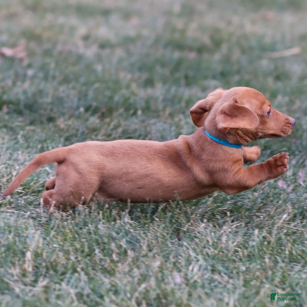 Dachshund dogs for sale: Harley - Ad 3