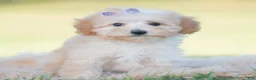Mini Goldendoodle dogs for sale: Apricot - Ad 4