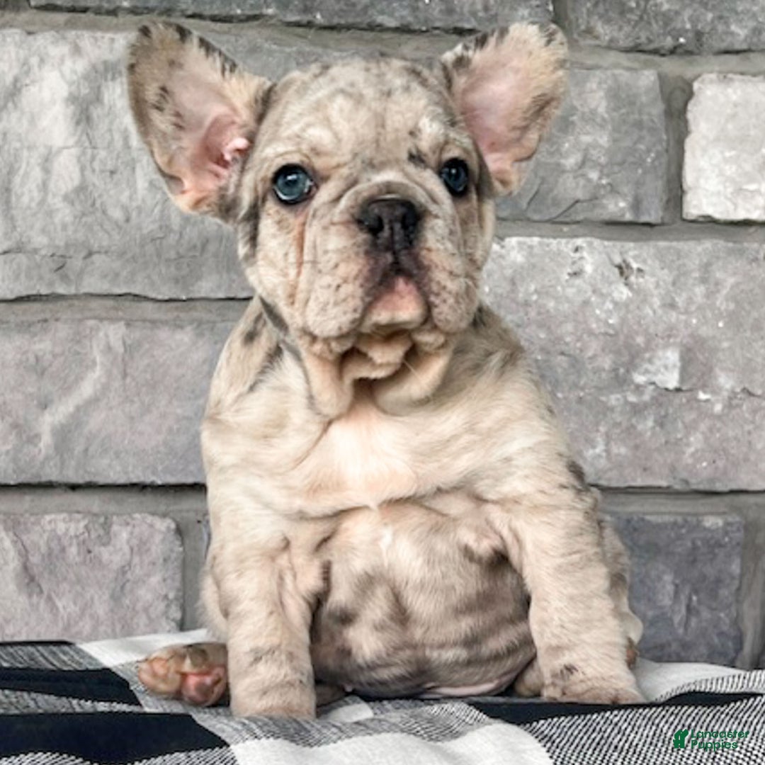 French Bulldog dogs for sale: Noelle - Ad 7
