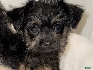 Morkie dogs Morkie Puppy 1 - Ad 22