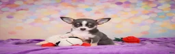 Chihuahua dogs for sale: Gina - Ad 8