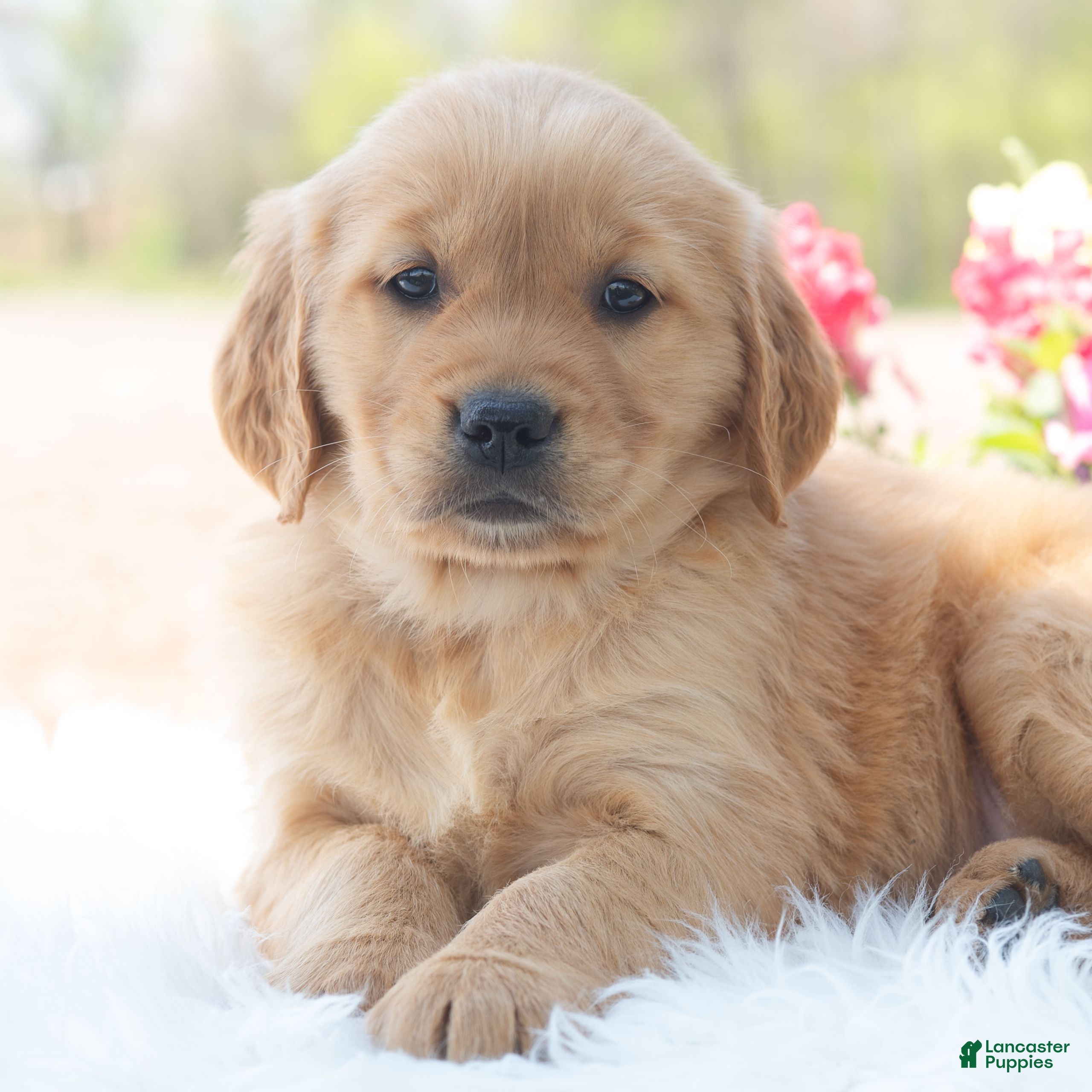 Golden Retriever dogs for sale: Minnie  - Ad 3
