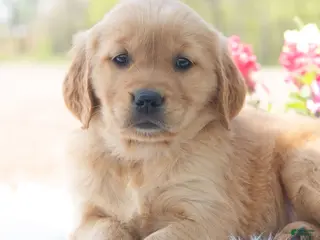 Golden Retriever dogs for sale: Minnie - Ad 3