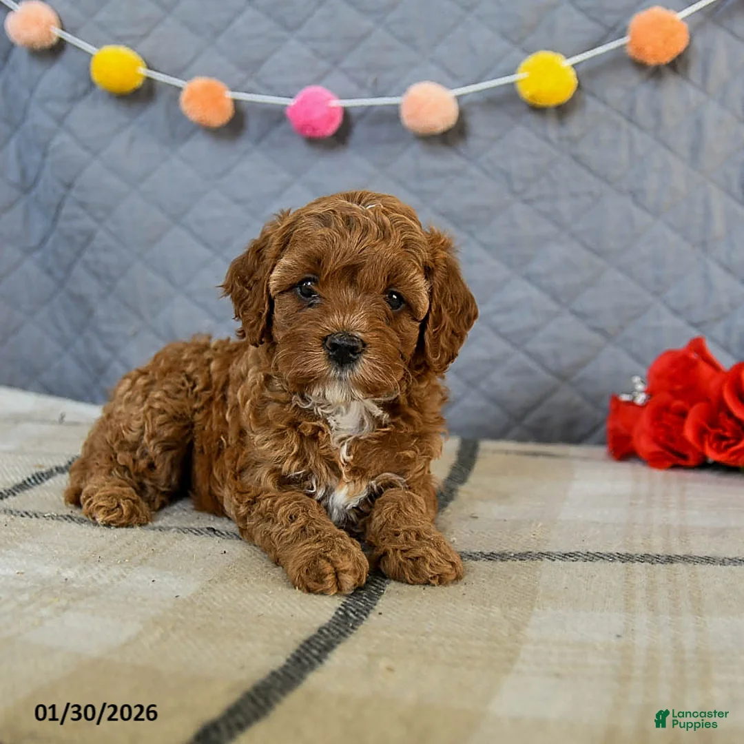 Cavapoo dogs for sale: Indie - Ad 2