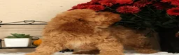 Cavapoo dogs for sale: Avery - Ad 3
