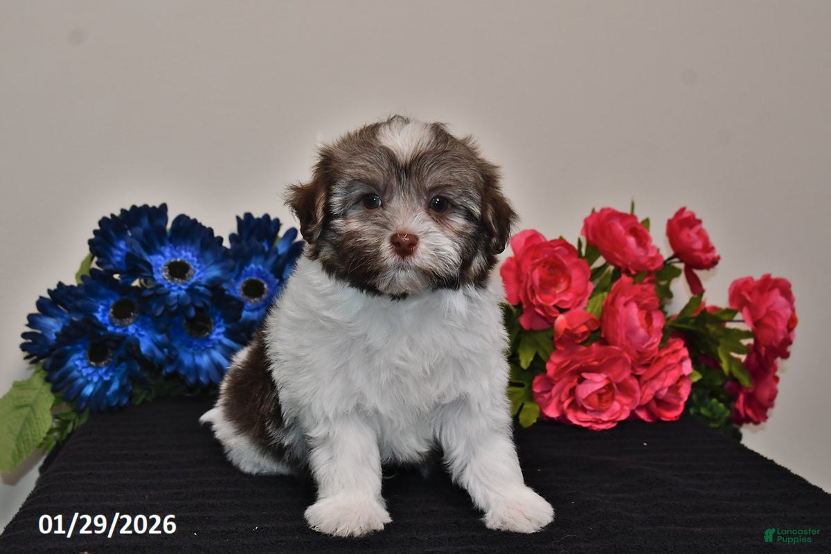 Havanese dogs Tony - Ad 2