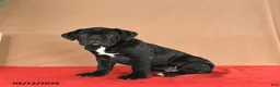 Cane Corso dogs for sale: Maggie - Ad 3