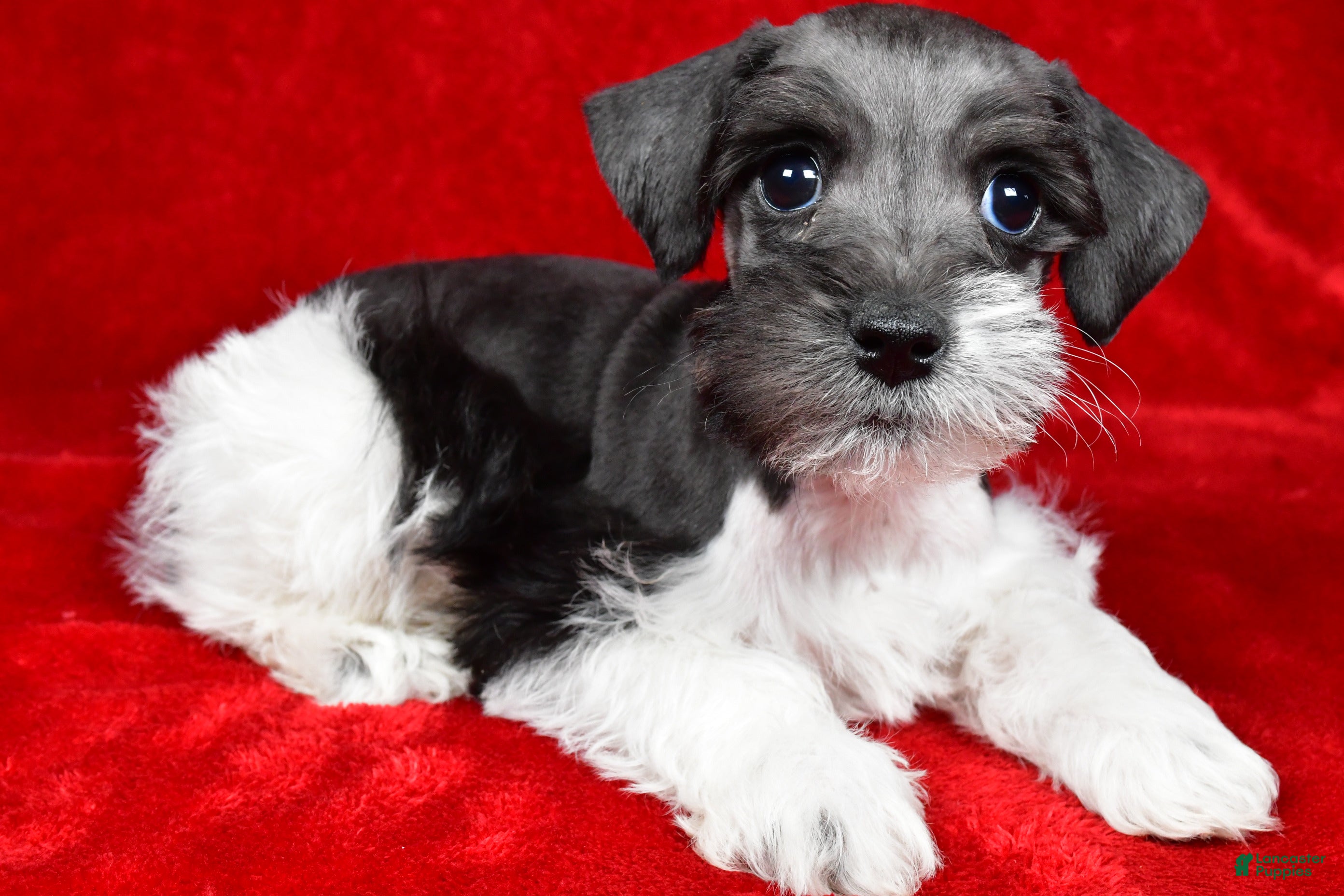 Schnoodle dogs Milo - Ad 1