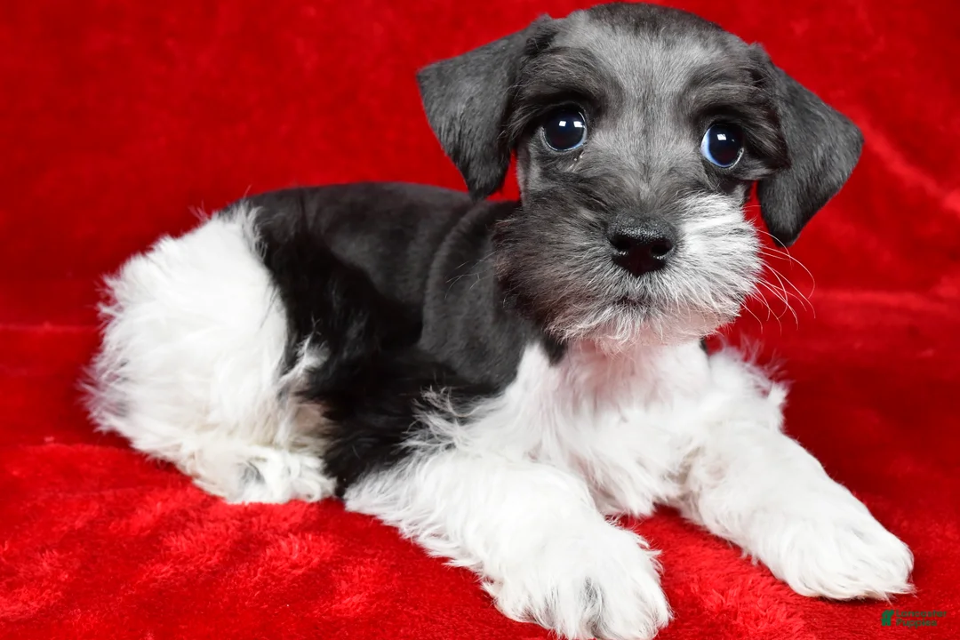 Schnoodle dogs for sale: Milo - Ad 1