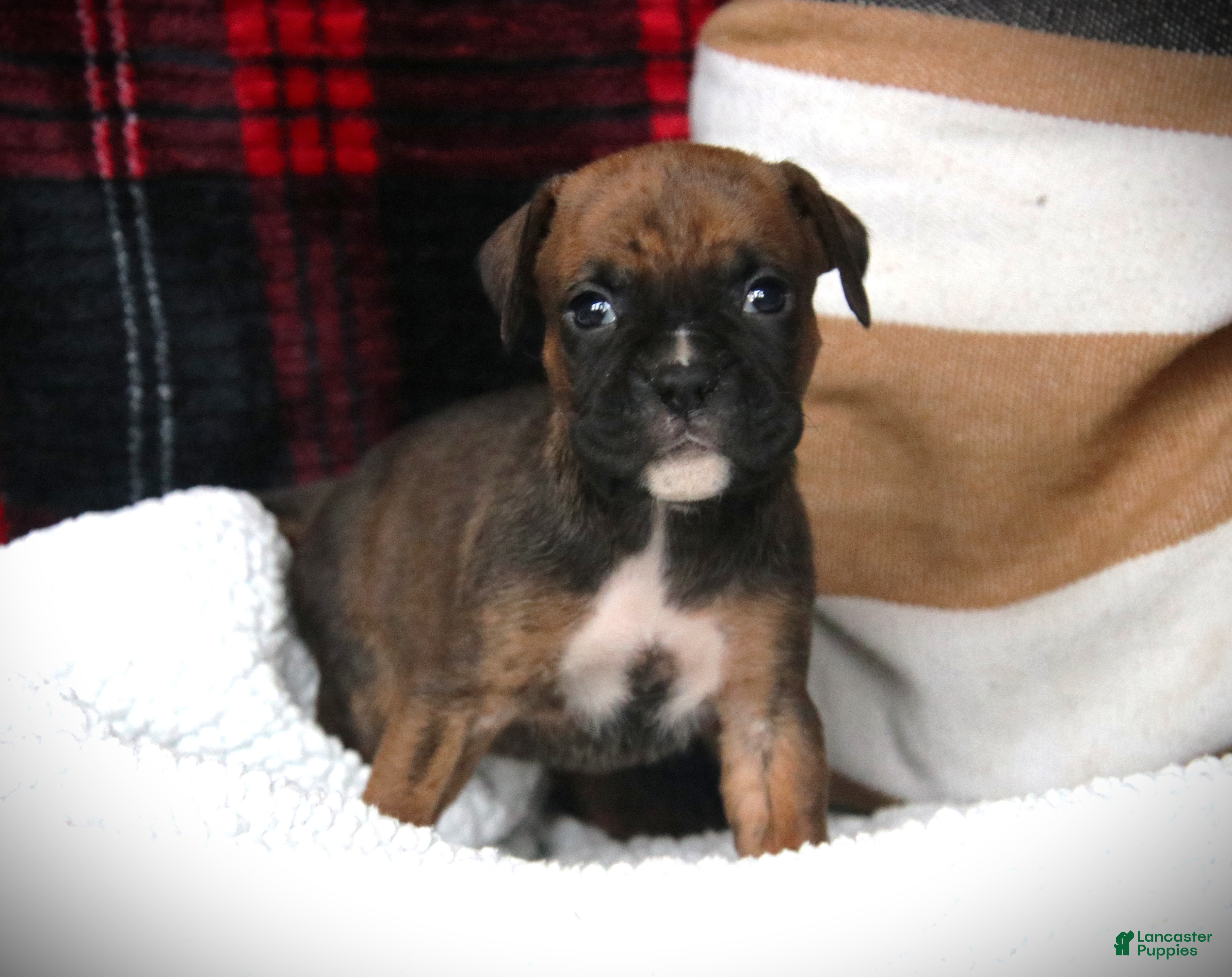 Boxer dogs Allie - Ad 2