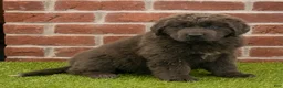 Newfoundland dogs for sale: Rosie - Ad 5