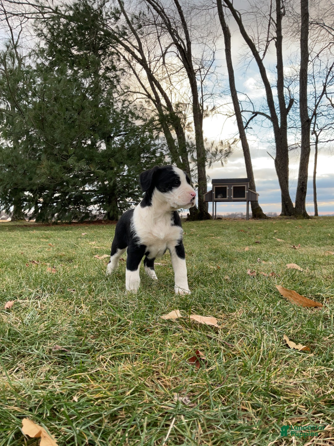 Mixed Breed dogs for sale: Eleanor  - Ad 9