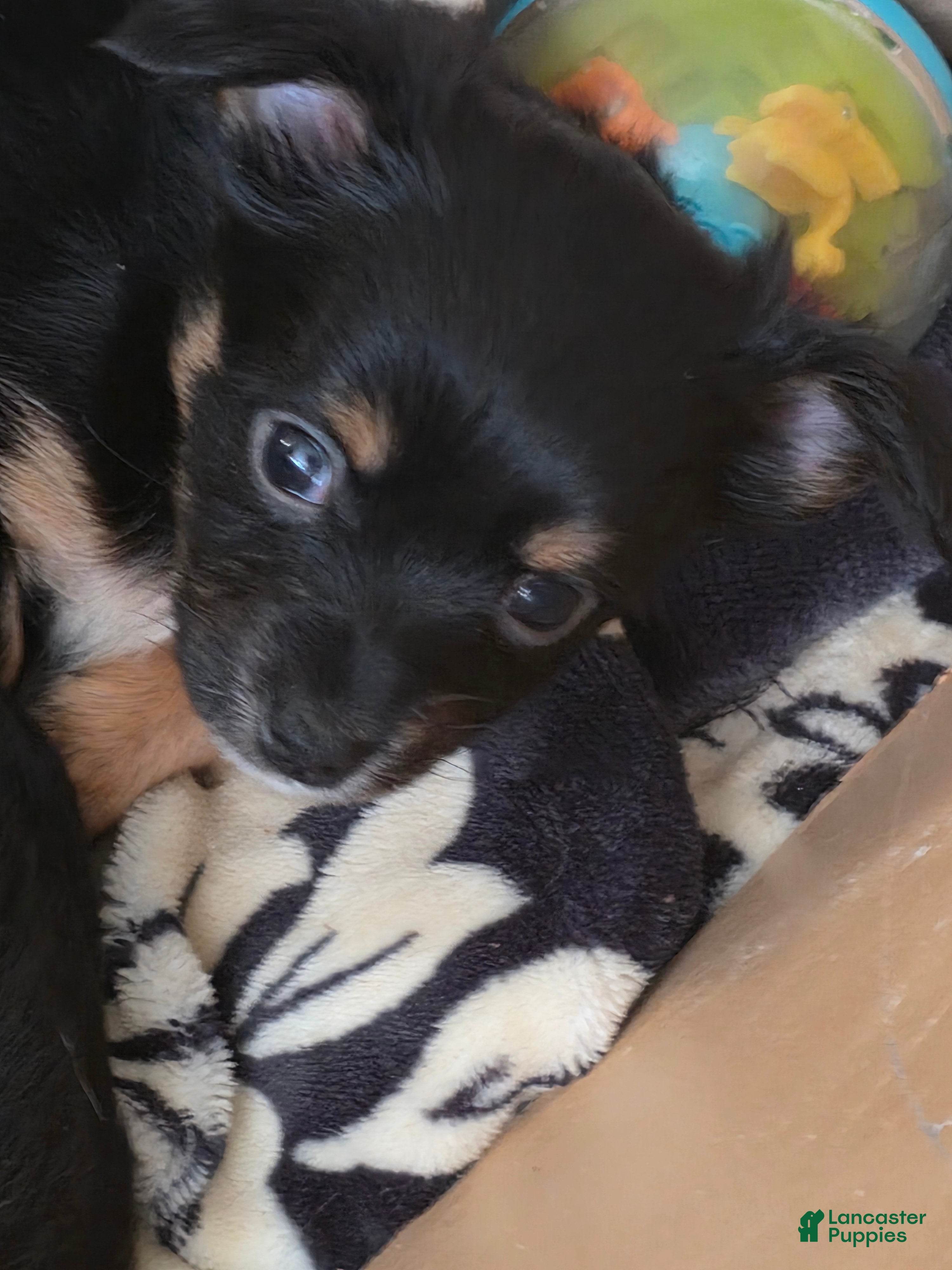 Chiweenie dogs Chiweenie Puppy 5 - Ad 1