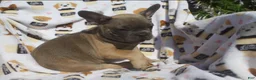 French Bulldog dogs for sale: French Bulldog 1 - Ad 4