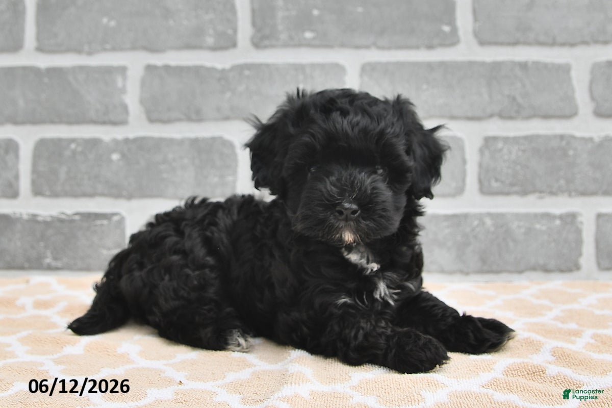 Maltipoo dogs Benji - Ad 2