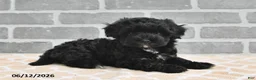 Maltipoo dogs for sale: Benji - Ad 2