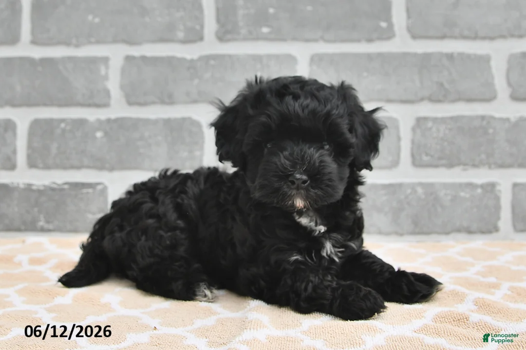 Maltipoo dogs for sale: Benji - Ad 2