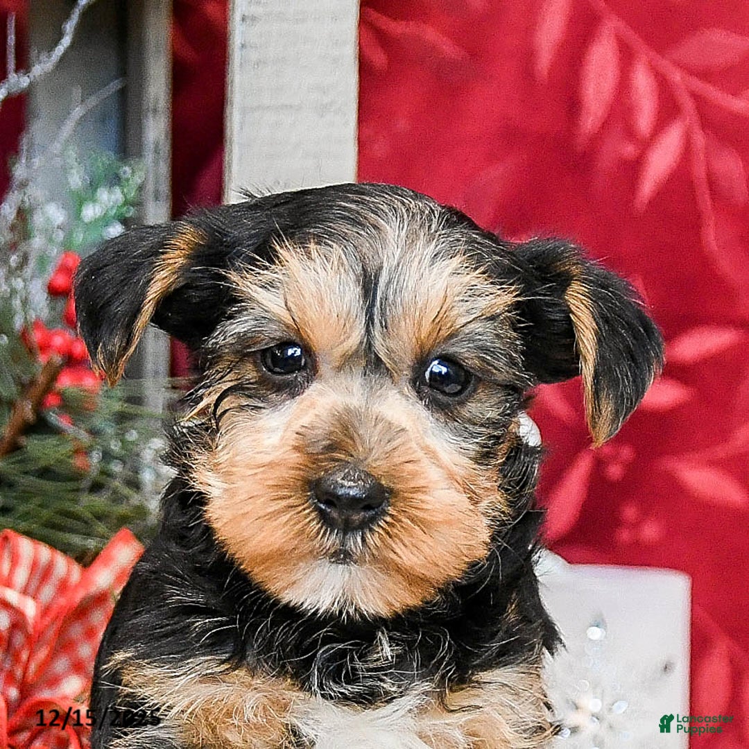 Yorkshire Terrier dogs for sale: Toby - Ad 5