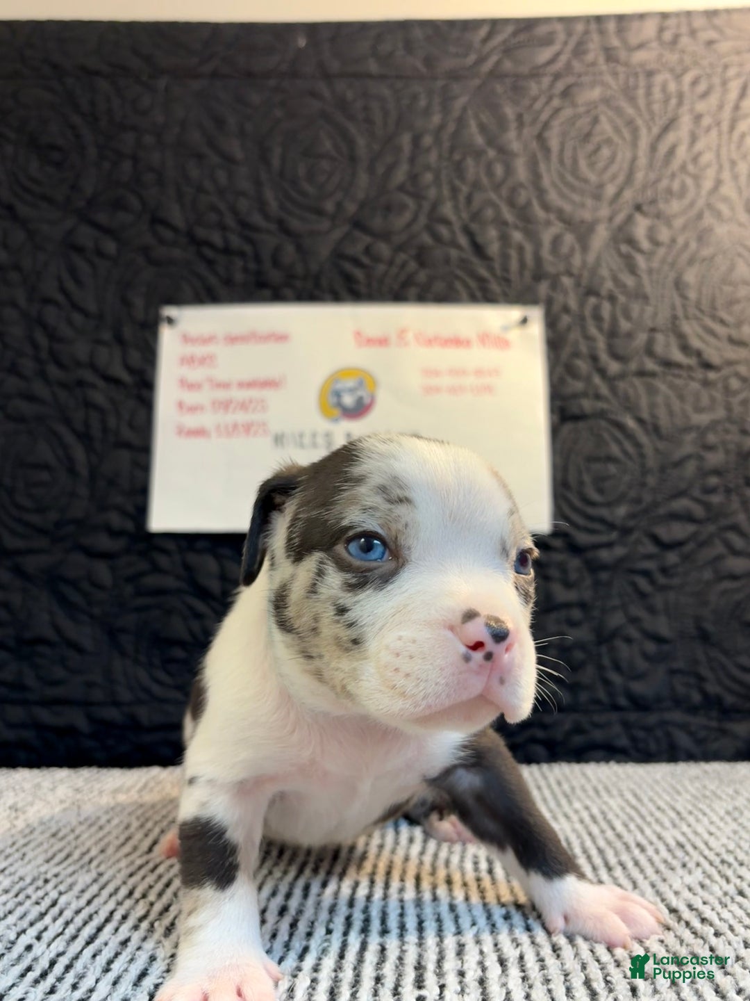 American Bully dogs for sale: Oreo - Ad 1
