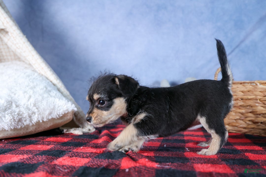 Chipoo dogs for sale: Kinsley - Ad 13