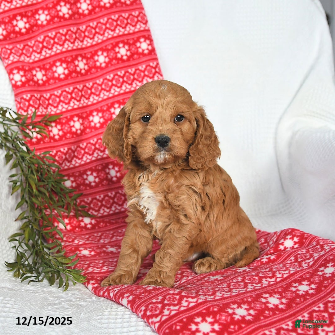 Cockapoo dogs for sale: Orbit - Ad 1