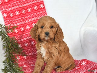 Cockapoo dogs Orbit - Ad 5