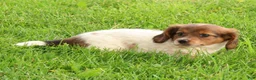 Miniature Dachshund dogs for sale: Haven - Ad 6