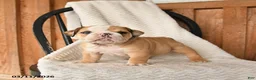 English Bulldog dogs for sale: Murray - Ad 4
