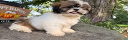 Shih Tzu dogs for sale: Queenie Shih Tzu  - Ad 12