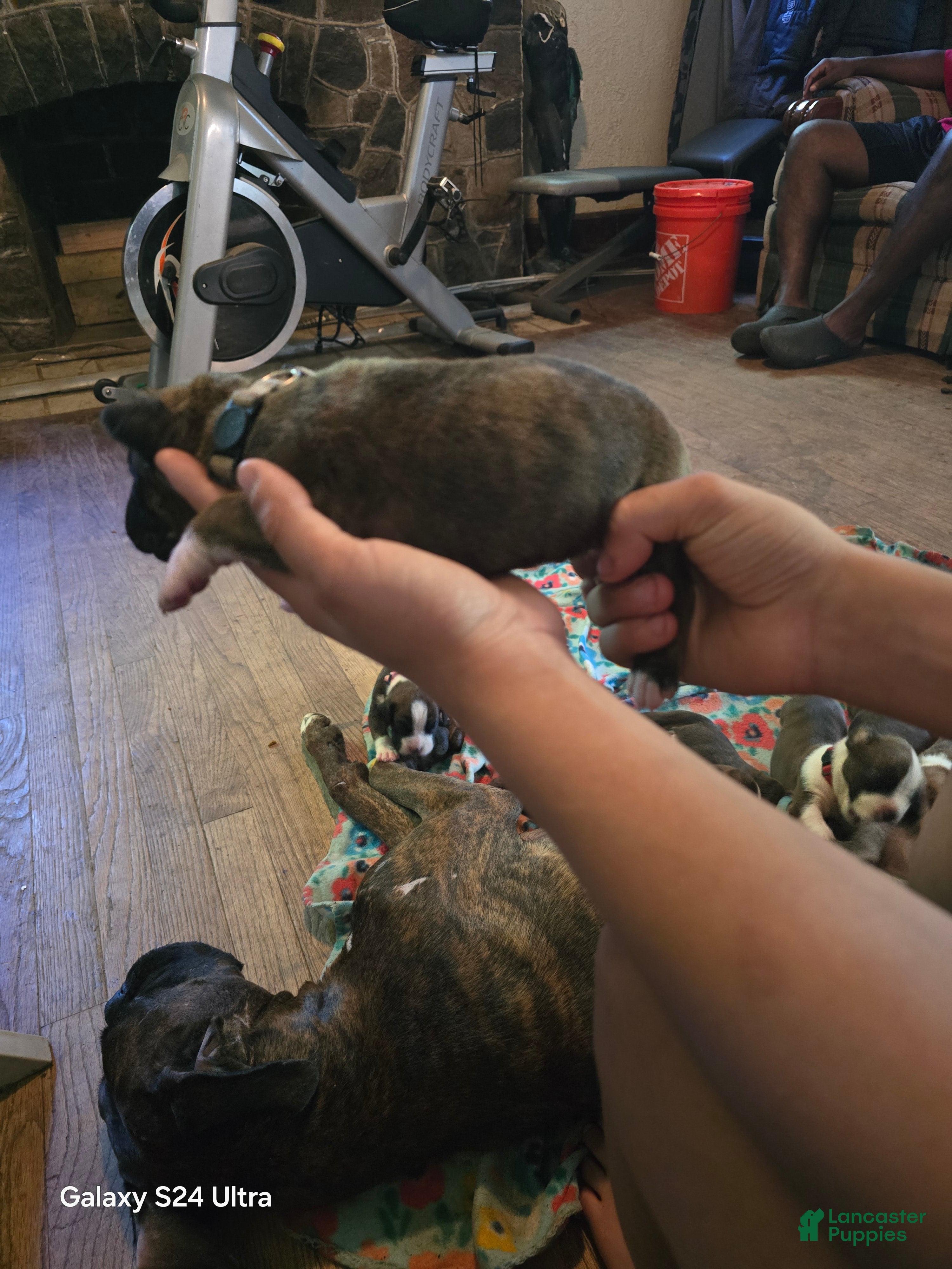 Boxer dogs Boxer Puppy 5 - Ad 2