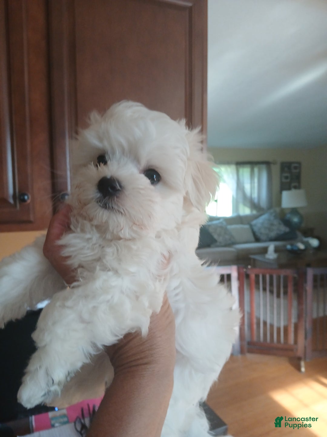 Morkie dogs for sale: Armani - Ad 1