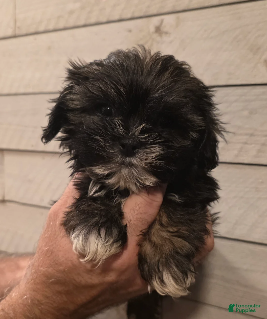 Shih Tzu dogs for sale: Parker  - Ad 1