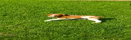 Brittany Spaniel dogs for sale: Jackson - Ad 3