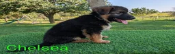 German Shepherd dogs for sale: Chelsea - Ad 2