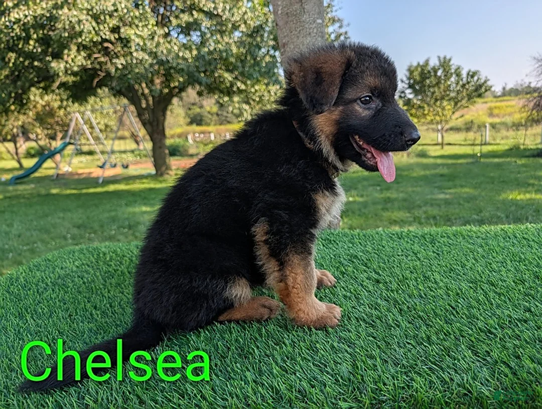 German Shepherd dogs for sale: Chelsea - Ad 2